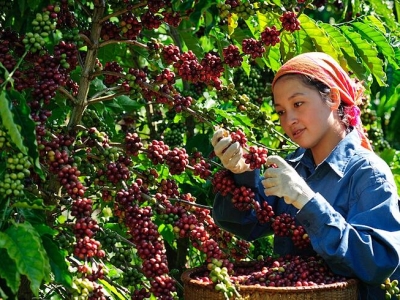 Giá cà phê hôm 4/5: Rơi khỏi mốc 87.000 đồng/kg  