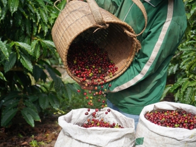 Giá cà phê hôm 14/5: Giảm nhẹ, Đắk Nông còn 88.000 đồng/kg  