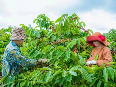 Giá cà phê hôm 30/12/2025: 2 sàn tiếp tục tăng khi giá vàng giảm mạnh V