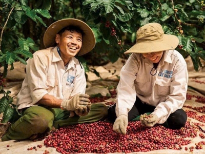 Giá cà phê hôm 27/2: Tây Nguyên bật tăng mạnh, robusta trở lại vùng 3.700 USD/tấn