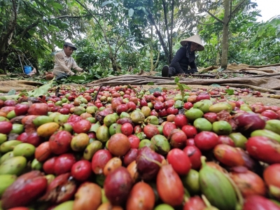 Giá cà phê hôm 8/5: Tăng mạnh, Tây Nguyên tiến sát mốc 87.500 đồng/kg