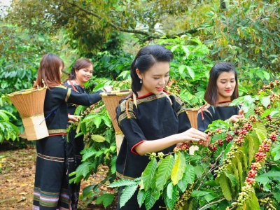 Giá cà phê hôm 13/5/2025: đồng USD tăng mạnh đẩy cà phê và vàng giảm sâu