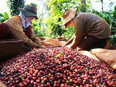 Giá cà phê hôm 16/3: Giảm sâu trong tuần qua  