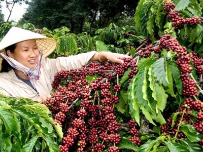 Giá cà phê 10/12: Quá nhiều khó khăn cho cà phê cuối năm, giá Arabica quay đầu giảm sâu