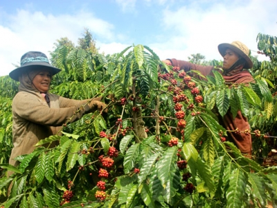 Giá cà phê 14/1: Robusta đảo chiều, bật tăng mạnh mẽ vượt mốc 1.332 USD/tấn