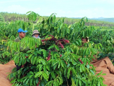 Giá cà phê hôm 04/10/2025: tăng mạnh phiên cuối tuần, Robusta thêm 200 USD/tấn