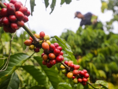 Giá cà phê 02/11: Giá Robusta tăng mạnh, thị trường tuần qua thêm gần 1.000 đồng/kg