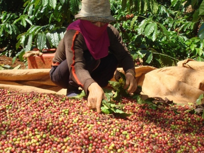 Giá cà phê hôm 25/1: Triển vọng cho Robusta trong xu hướng giảm chung của thị trường