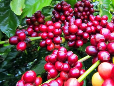 Giá cà phê hôm 30/1: Tăng 200 - 300 đồng/kg, dự báo giá Robusta tuần tới