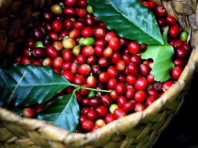 Giá cà phê hôm 28/2: Đồng loạt tăng, trong nước cán mốc 83.000 đồng/kg