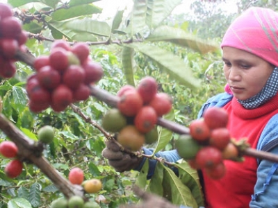 Giá cà phê 04/12: Đồng loạt tăng nhẹ, người nông dân thấp thỏm thu hái vụ mới