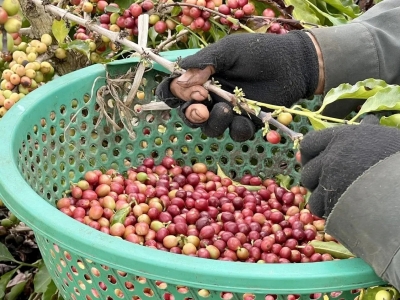 Giá cà phê hôm nay 6/3: Nội địa bật tăng mạnh, tiến sát mốc 97.000 đồng/kg