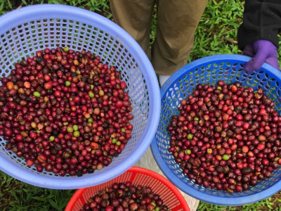 Giá cà phê hôm  10/3: Đi ngang quanh mốc 96.600 đồng/kg  
