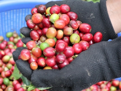 Giá cà phê hôm nay 15/5: Đồng loạt tăng mạnh, tiến sát mốc 90.000 đồng/kg  