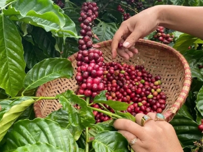 Giá cà phê hôm 27/3: Đồng loạt giảm, Tây Nguyên mất mốc 94.000 đồng/kg