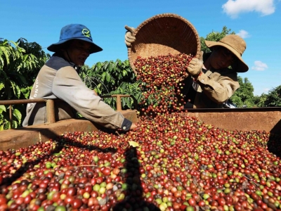 Giá cà phê hôm nay 22/8: Robusta giảm, giá trong nước tăng nhẹ