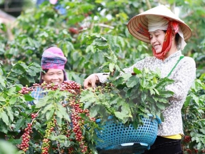 Giá cà phê hôm 24/8: Tăng 1.600 đồng/kg, cao nhất 96.500 đồng