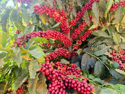 Giá cà phê hôm nay 29/8: Robusta chạm đáy 2 tháng