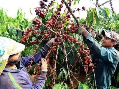 Giá cà phê hôm nay 8/8: Giảm mạnh, rời mốc 98.000 đồng/kg  