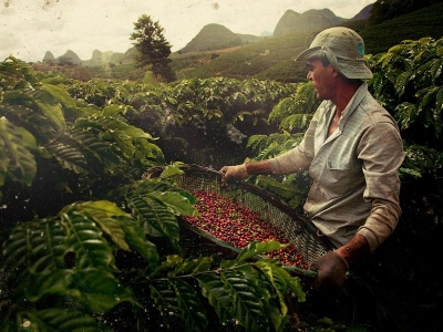 Giá cà phê hôm 12/9: Robusta tăng vọt 82 USD/tấn