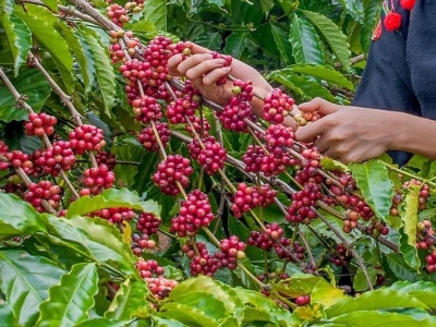 Giá cà phê hôm 28/9: Phục hồi mạnh