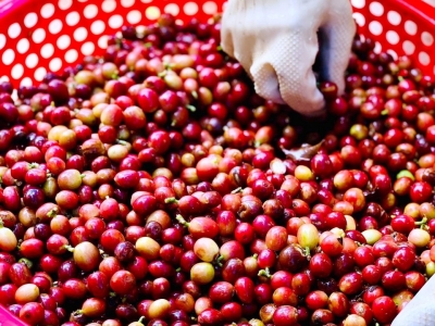 Giá cà phê hôm  28/10: Giảm khi Việt Nam thu hoạch cà phê chín sớm