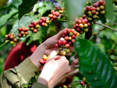 Giá cà phê hôm 14/8/2025: 2 sàn tăng mạnh, Robusta thêm 200 USD/tấn