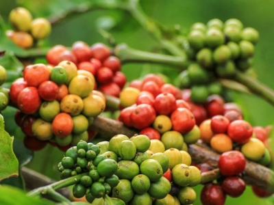 Giá cà phê 17/1/2026: nông dân bán hàng cầm chừng chờ giá lên