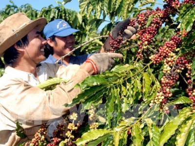 Giá cà phê hôm nay 19/10: Robusta giảm, arabica bật tăng 6,5%  