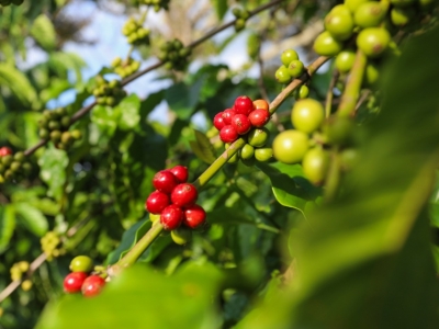 Giá cà phê hôm 23/4: Robusta vẫn tăng tiếp, trong nước hướng tới 130.000 đồng/kg
