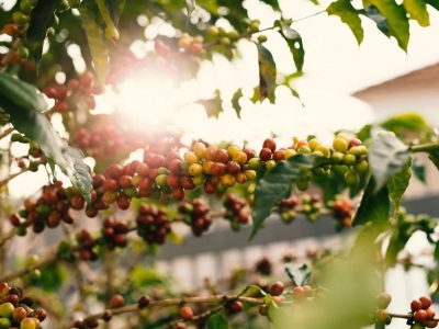 Giá cà phê hôm 17/7/2025: 2 sàn hồi phục, nguyên nhân Arabica tăng mạnh trở lại