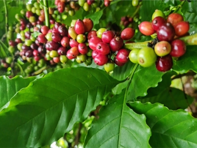 Giá cà phê hôm 3/10: Arabica bật tăng trở lại bất chấp USD cao ngất