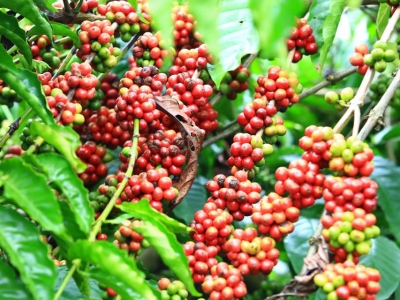 Giá cà phê hôm 13/5: Tăng mạnh tại Tây Nguyên  