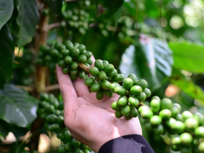 Giá cà phê hôm 3/6/2025: Arabica tăng trở lại khi đồng USD suy yếu