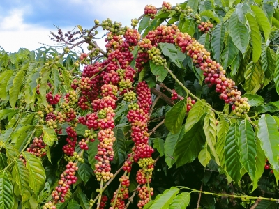 Giá cà phê hôm 12/9/2025: Robusta tiếp tục tăng trong khi Arabica giảm nhẹ