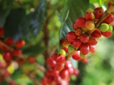 Giá cà phê hôm 5/7/2025: Robusta tăng liền 2 ngày cuối tuần