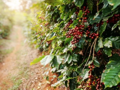 Giá cà phê hôm 9/10: Arabica tăng trở lại, Robusta diễn biến trái chiều