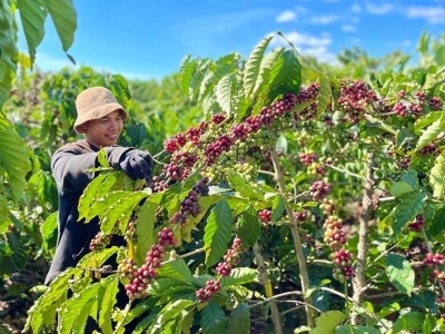 Giá cà phê hôm 11/7: Tăng sốc hơn 6.000 đồng/kg, vượt 98.000 đồng  