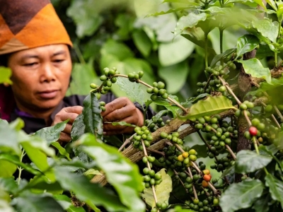 Giá cà phê hôm 19/5/2025: nhận định cà phê tuần này, Robusta đi lên từ đáy?