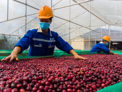 Giá cà phê hôm nay 11/6/2025: giá liên tục giảm, cà phê Việt triển vọng được mùa năm nay