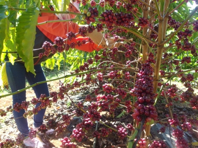 Giá cà phê hôm 19/6/2025: vì sao giá cà phê Robusta tiếp tục giảm không phanh