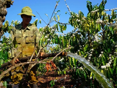 Giá cà phê hôm 2/7/2025: 2 sàn trái chiều, Robusta phục hồi nhờ đồng USD giảm
