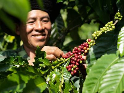 Giá cà phê hôm nay 4/7/2025: Robusta tăng, Arabica giảm trước kỳ nghỉ Quốc khánh Mỹ