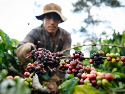 Giá cà phê hôm 21/11/2025: 2 sàn cùng tăng trở lại, Robusta thêm hơn 100 USD/tấn