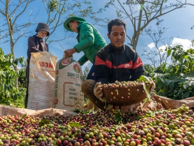 Giá cà phê hôm 9/7/2025: 2 sàn cùng tăng, Arabica phục hồi kéo theo Robusta