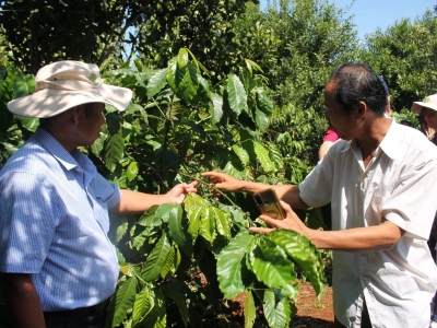 Giá cà phê hôm nay 28/11/2025: lo ngại diễn biến bão số 15 đẩy cà phê Robusta tăng trở lại