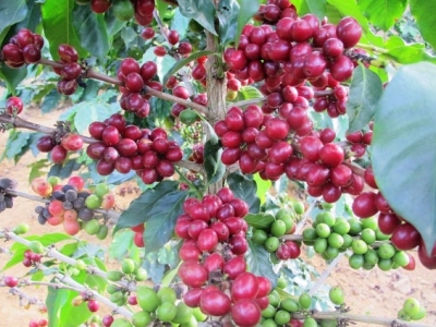 Giá cà phê 19/11: Việt Nam vào vụ trong khi giá Robusta lao dốc mạnh, Arabica tiếp đà tăng