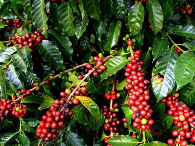 Giá cà phê 03/11: Lo bão số 10, giá cà phê vẫn lạc quan đạt 34 triệu đồng/tấn trong vụ mới