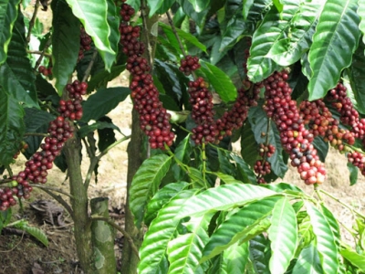 Giá cà phê 16/11: Cà phê Robusta tăng 