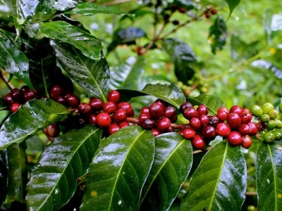 Giá cà phê 28/10: Bất ngờ tăng mạnh, áp sát mốc 33 triệu/tấn